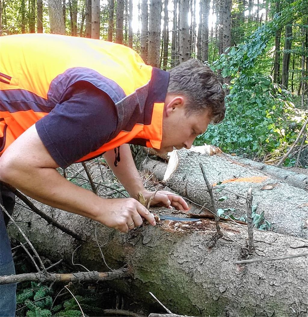 Wald droht Gefahr durch Borkenkäfer