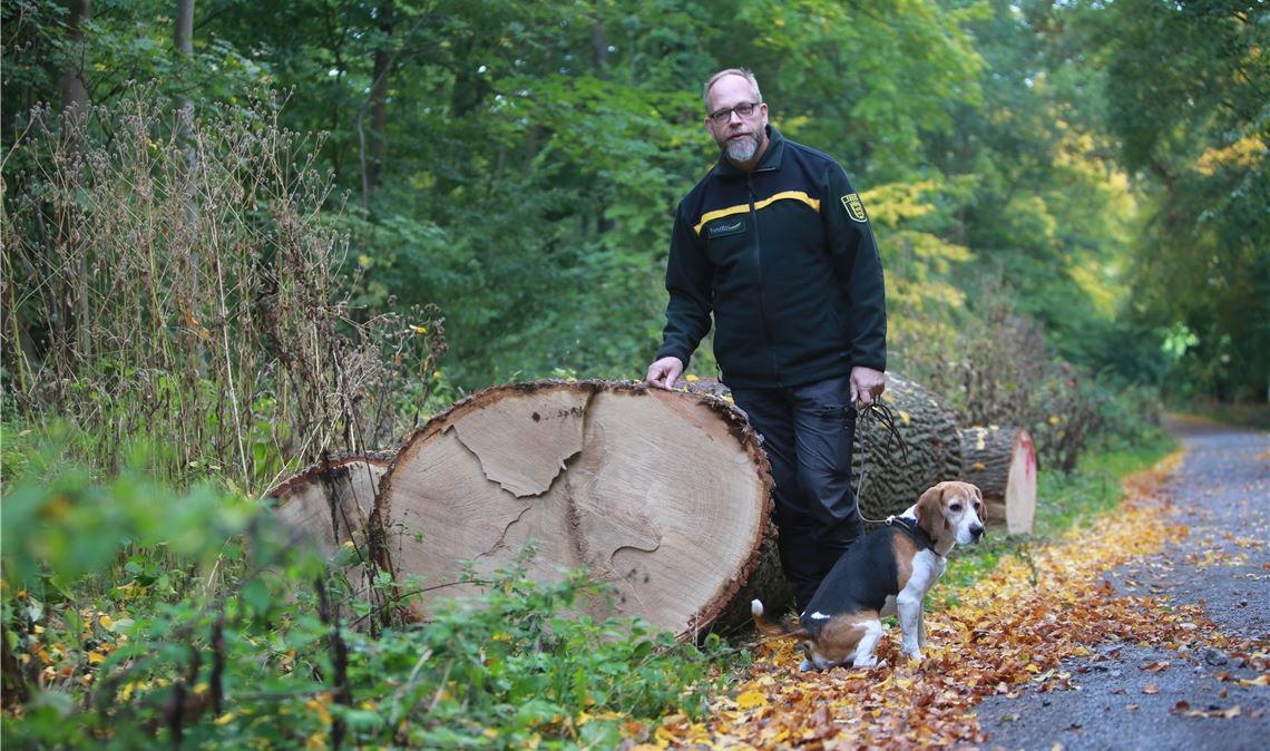 Revierleiter Hartmut Flunkert und Artus im Stöckachwald neben einer gefällten Eiche, die todkrank war. Fotos: Disselhoff