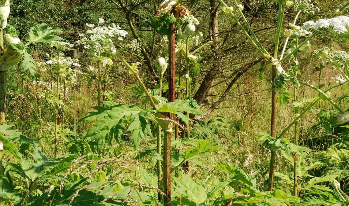 Riesen-Bärenklau (Heracleum mantegazzianum): Diese auch Bärenkralle, Herkulesstaude oder Herkuleskraut genannte Staude enthält sogenannte Furocumarine –  ein spezieller Abwehrstoff bei Pflanzen. Bei  Bestrahlung durch Sonnenlicht, auch um mehrere Stunden oder Tage verzögert, können sie nach Hautkontakt phototoxische Reaktionen hervorrufen. Dabei handelt es sich um vergiftende  Wirkungen auslöst, meist auf der Hautoberfläche. Bei empfindlichen Menschen genügt bereits ein einfacher Kontakt mit der Oberfläche der Blätter.