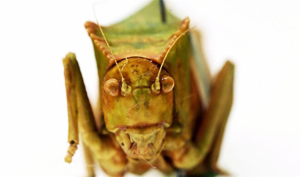 Riesenblattschrecken zählen zu den größten Insekten der Welt.
