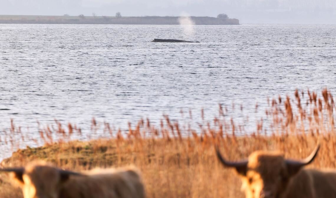 Rinder stehen auf einer Weide am Ufer, während im Hintergrund der Buckelwal am Vormittag noch immer auf einer Sandbank vor der Insel Poel liegt.