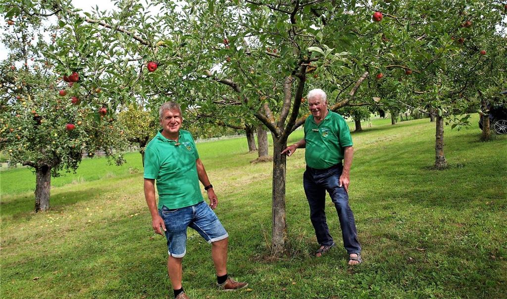 „Risse im Stamm sind bedrohliche erste Anzeichen, die den Baum schwächen. Doch dieser bringt noch Früchte“, erklären die Fachwirte Stefan Schickle (li.) und Theo Bellon vom Obst- und Gartenbauverein Enzberg. Foto: Filitz