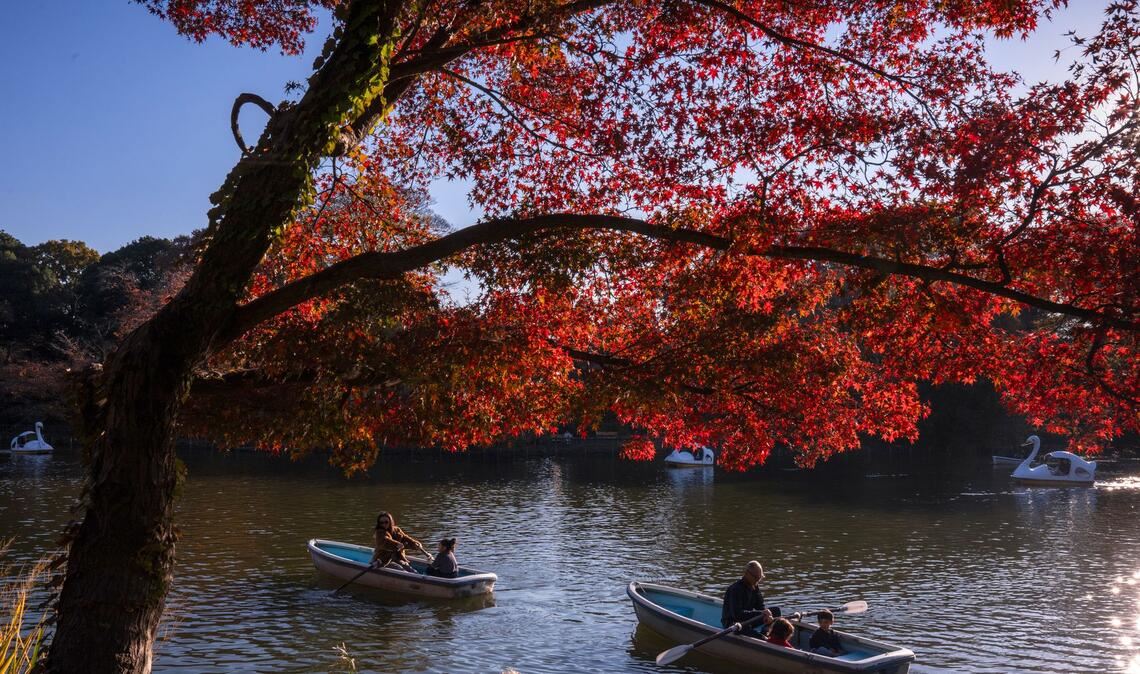 Romantik pur bietet der Herbst in Tokio.