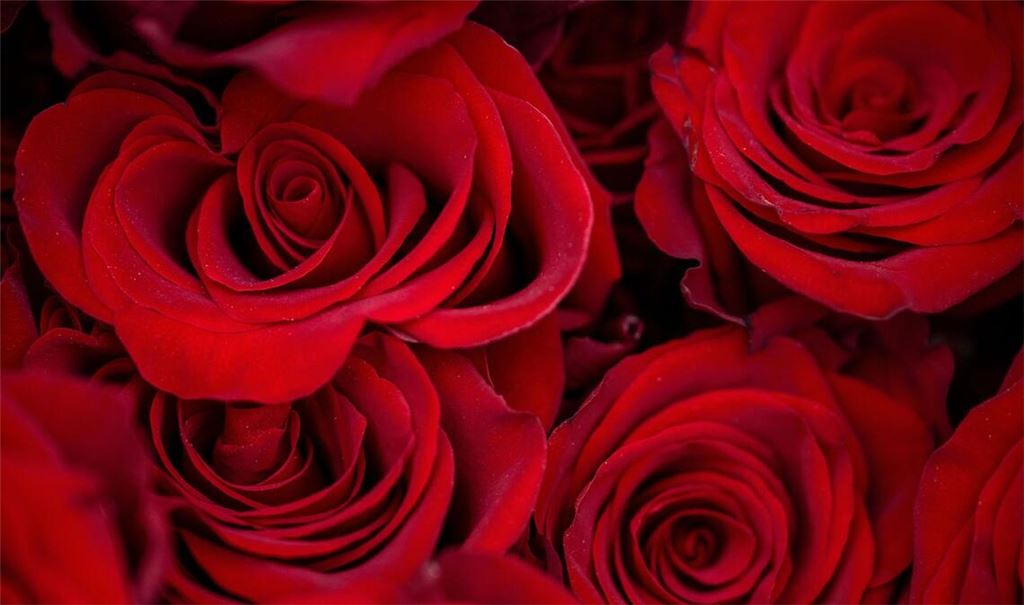 Rosen zählen zu den beliebtesten Valentinstagsgeschenken.