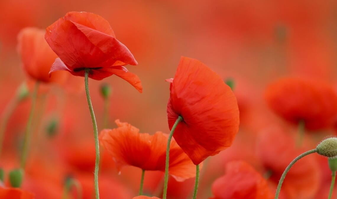 Rote Pracht: Mohn blüht in einem Feld