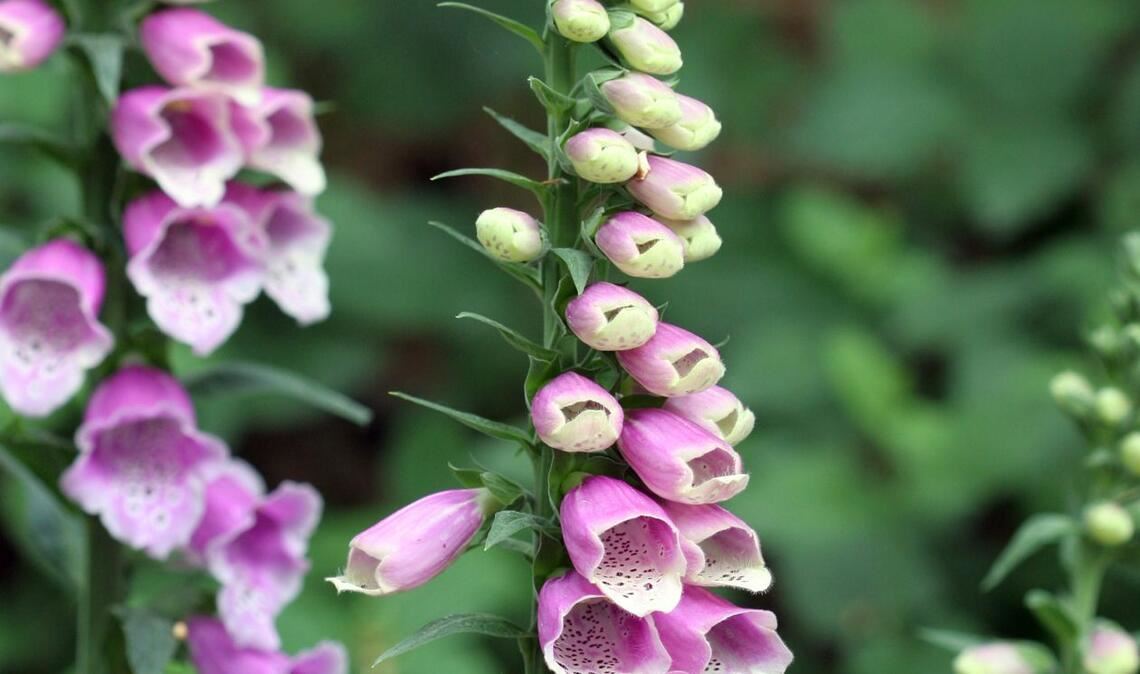 Roter Fingerhut (Digitalis purpurea): Der Rote Fingerhut ist in der Volksmedizin schon lange als Mittel gegen Herzinsuffizienz (Herzschwäche) bekannt und wird seit dem späten 18. Jahrhundert medizinisch verwendet. Alle Pflanzenteile sind hochgiftig. Bereits der Verzehr von zwei bis drei Fingerhutblättern kann tödlich enden.  Die ersten Anzeichen einer Vergiftung sind Übelkeit, Erbrechen, Ohrensausen, Schwindelanfälle und ein Sinken der Pulsfrequenz.