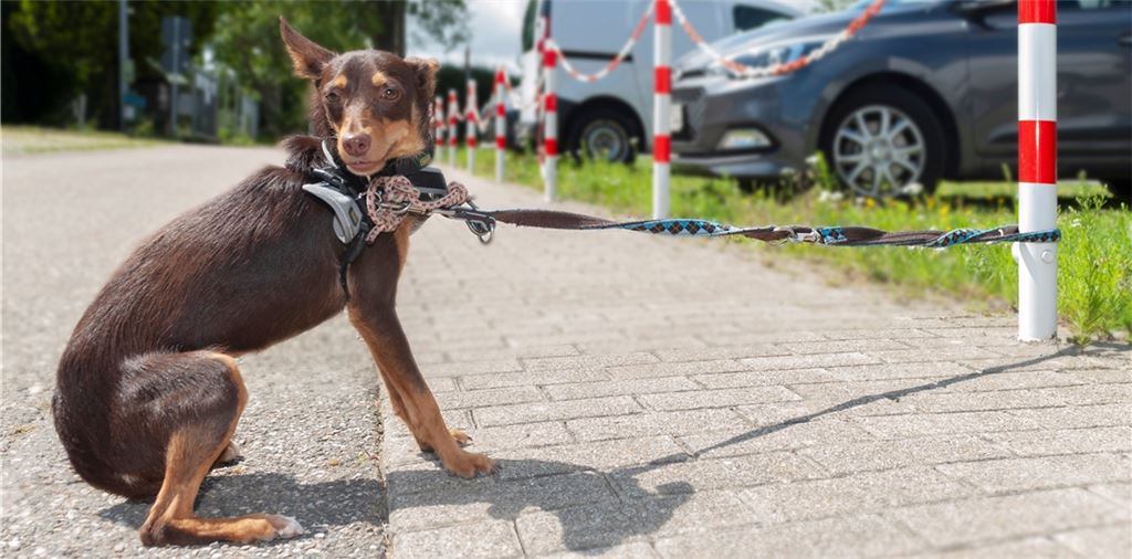 Rund um das Pforzheimer Tierheim kommt es – wie in dieser gestellten Szene –leider immer wieder vor, dass Mitarbeiter ausgesetzte Tiere finden.Foto: Fotomoment