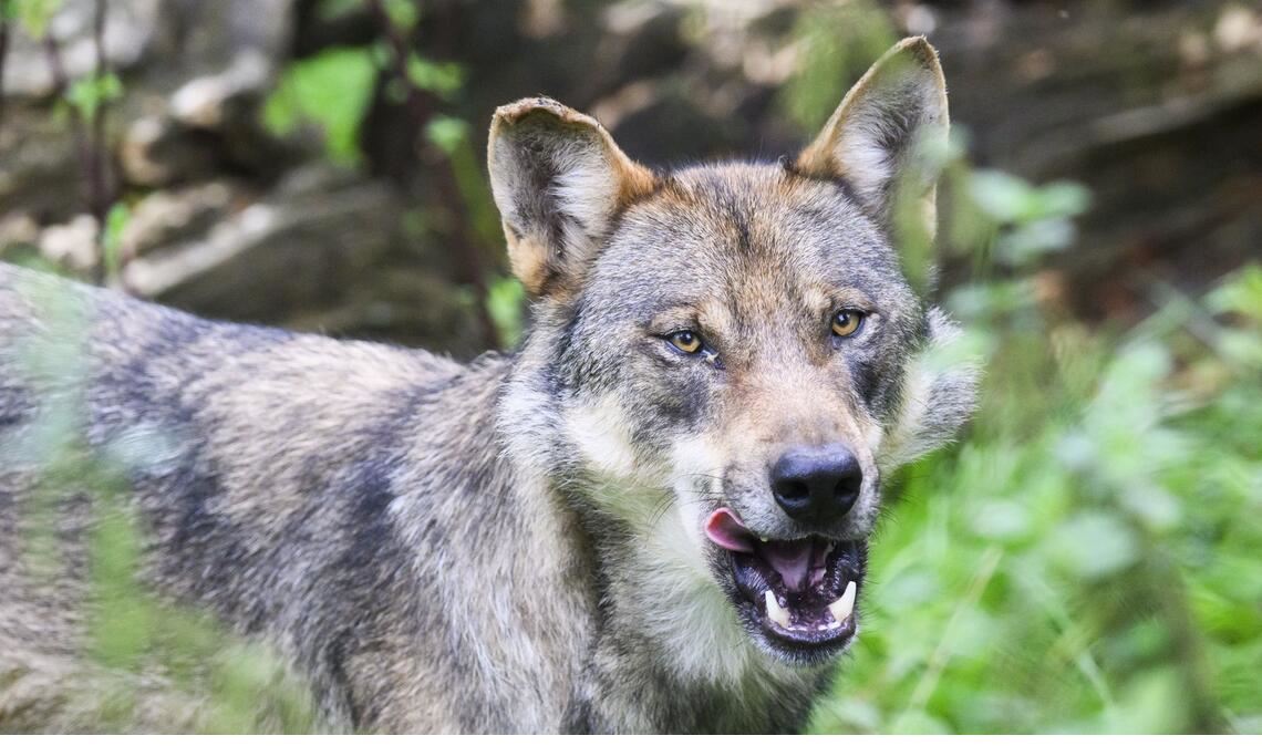Rund um den Wolf herrscht nun Klarheit (Symbolbild).