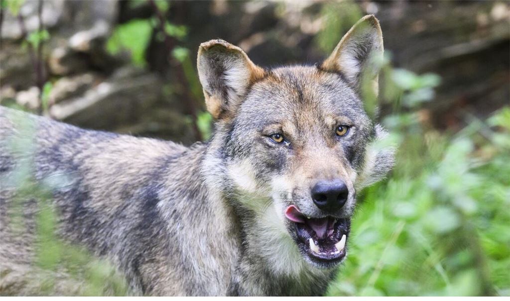 Rund um den Wolf herrscht nun Klarheit (Symbolbild).