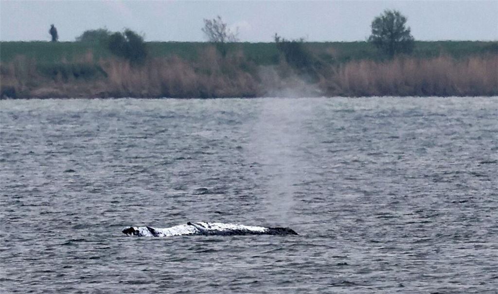 Rund zwei Stunden, nachdem der Buckelwal vor Poel bei steigenden Wasserständen losgeschwommen ist, stoppte er offenbar (Archivbild).