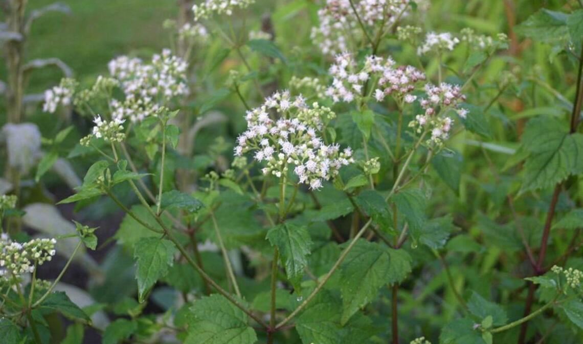 Runzeliger Wasserdost (Ageratina altissima): Vor allem in Amerika ist er verbreitet. Früher wurde er von unkundigen Siedlern als Viehfutter angebaut. Das in der Pflanze enthaltene Tremetol ging auf die Milch über. Tranken die Menschen die Milch (für Tiere ist das Gift ungefährlich), trat die berüchtigte „Milk-sickness“ oder Milchkrankheit auf: Appetitlosigkeit, Erbrechen, Verstopfung, Durst, Tremor, Delirium – bis zum Tod.
