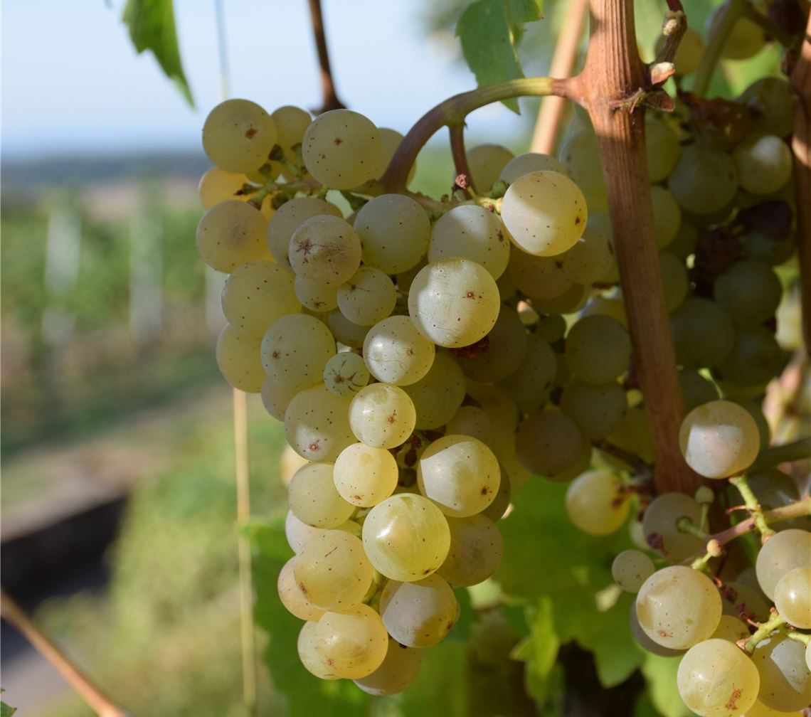 Saftige Grüße für alle, die heute Geburtstag haben, von Achim Strobel.
