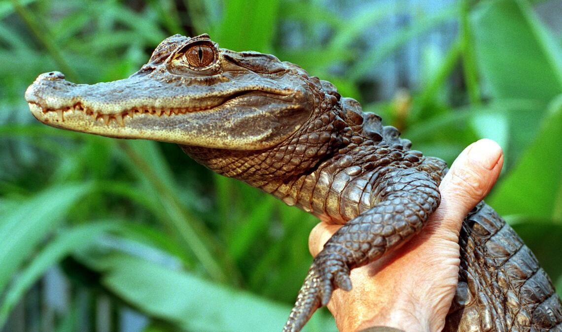 Sammy entkam an einem Badesee.