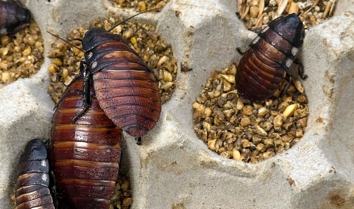 Schaben werden zumeist als Futter für Reptilien und andere Tiere gezüchtet.
