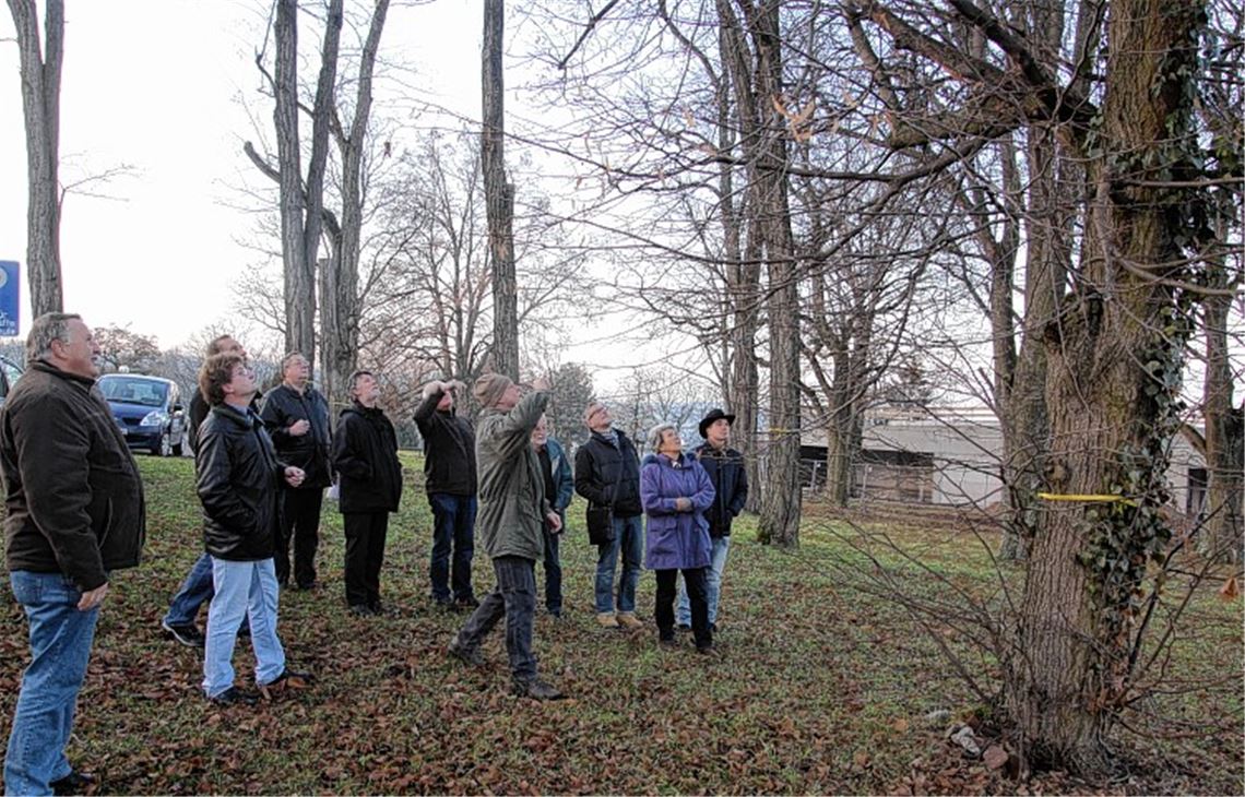 Schadhafte Bäume beim künftigen Bildungszentrum an der Lindenstraße müssen gefällt werden. Der Technische Ausschuss informiert sich.