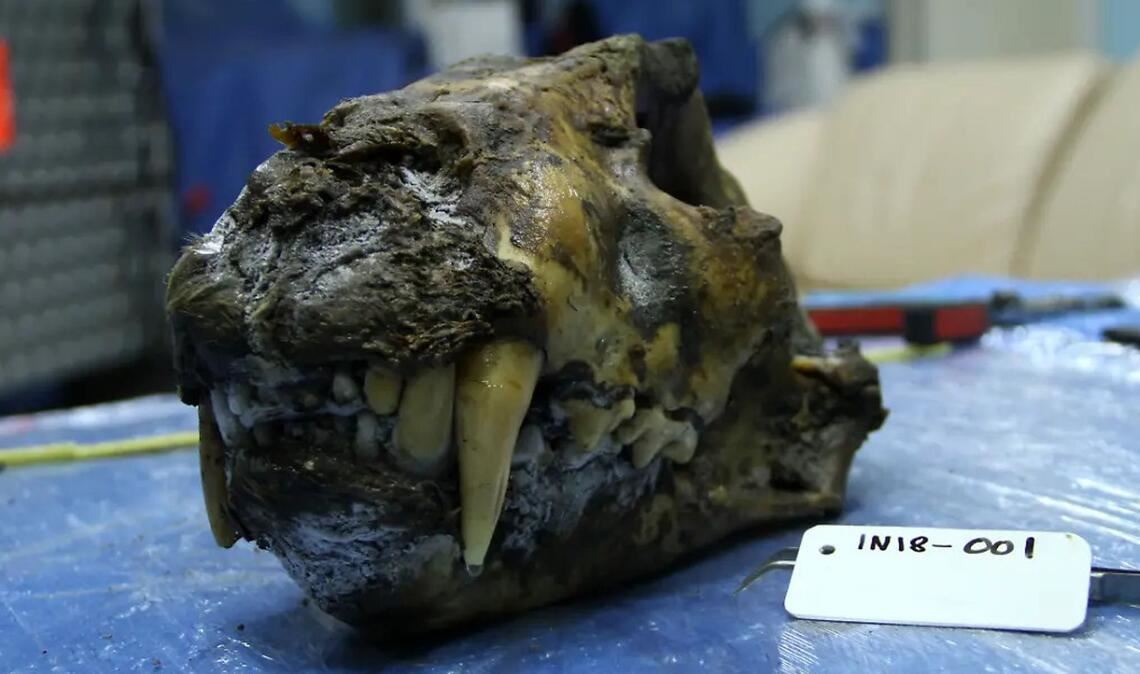 Schädel eines Höhlenlöwen mit teilweise erhaltenem Weichgewebe. Er wurde im sibirischen Permafrost in der Nähe des Flusses Indigirka gefunden und mittels Radiokarbonmethode auf ein Alter von circa 34.000 Jahren datiert.