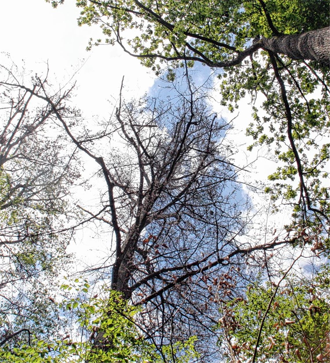Schäden im Wald und ausgetrocknete Böden – das warme Frühjahr hinterlässt Spuren.privat