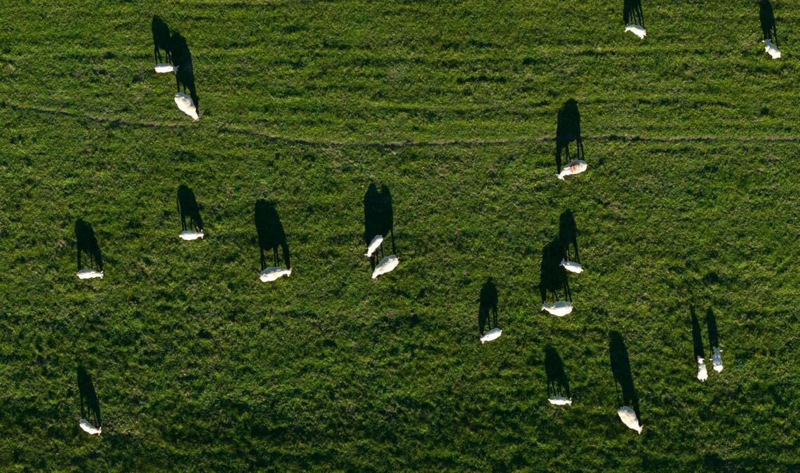 Schafe auf einem Deich in Nordenham werfen lange Schatten.