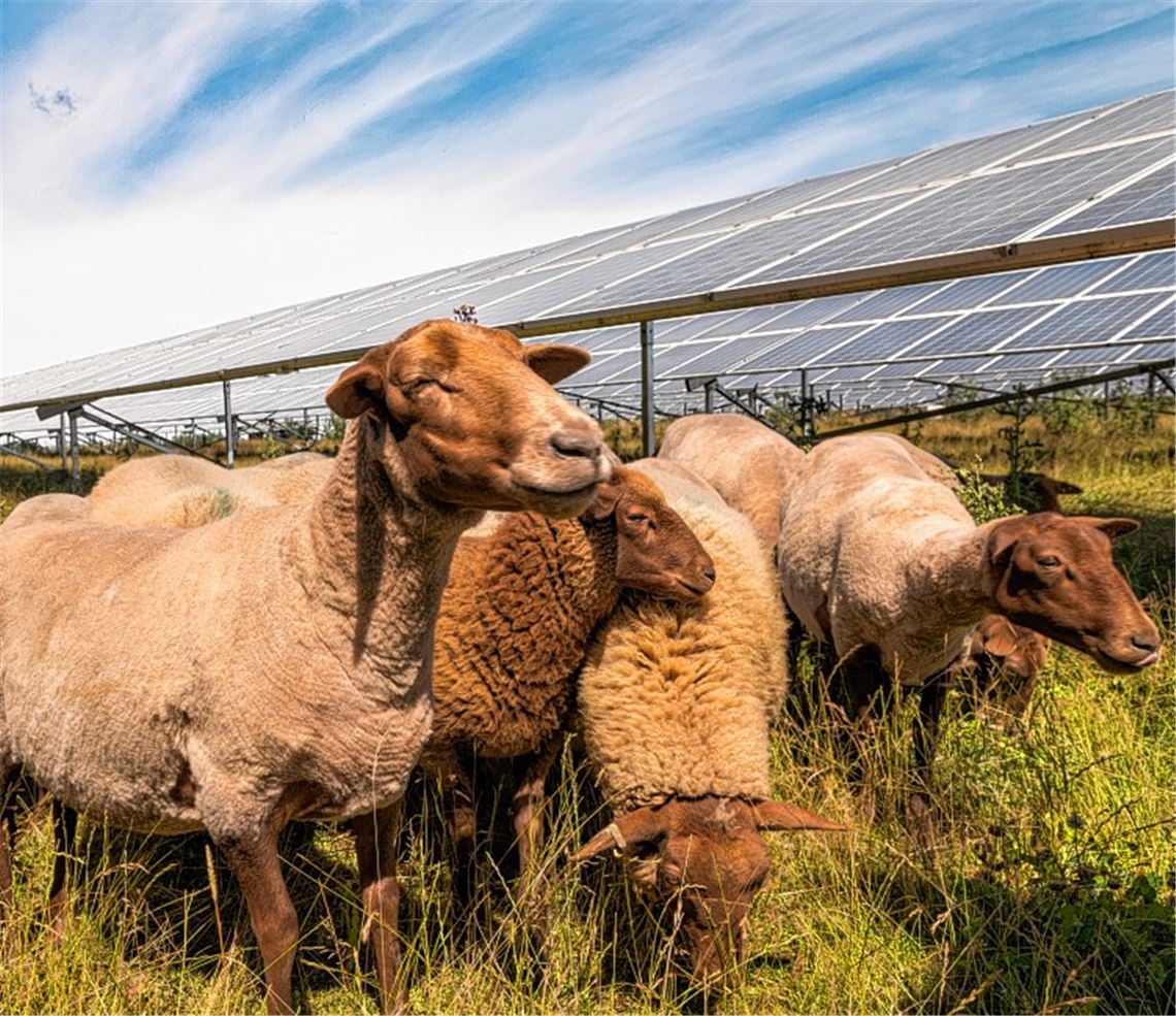 Schafe und Bienen statt Staub und Lärm