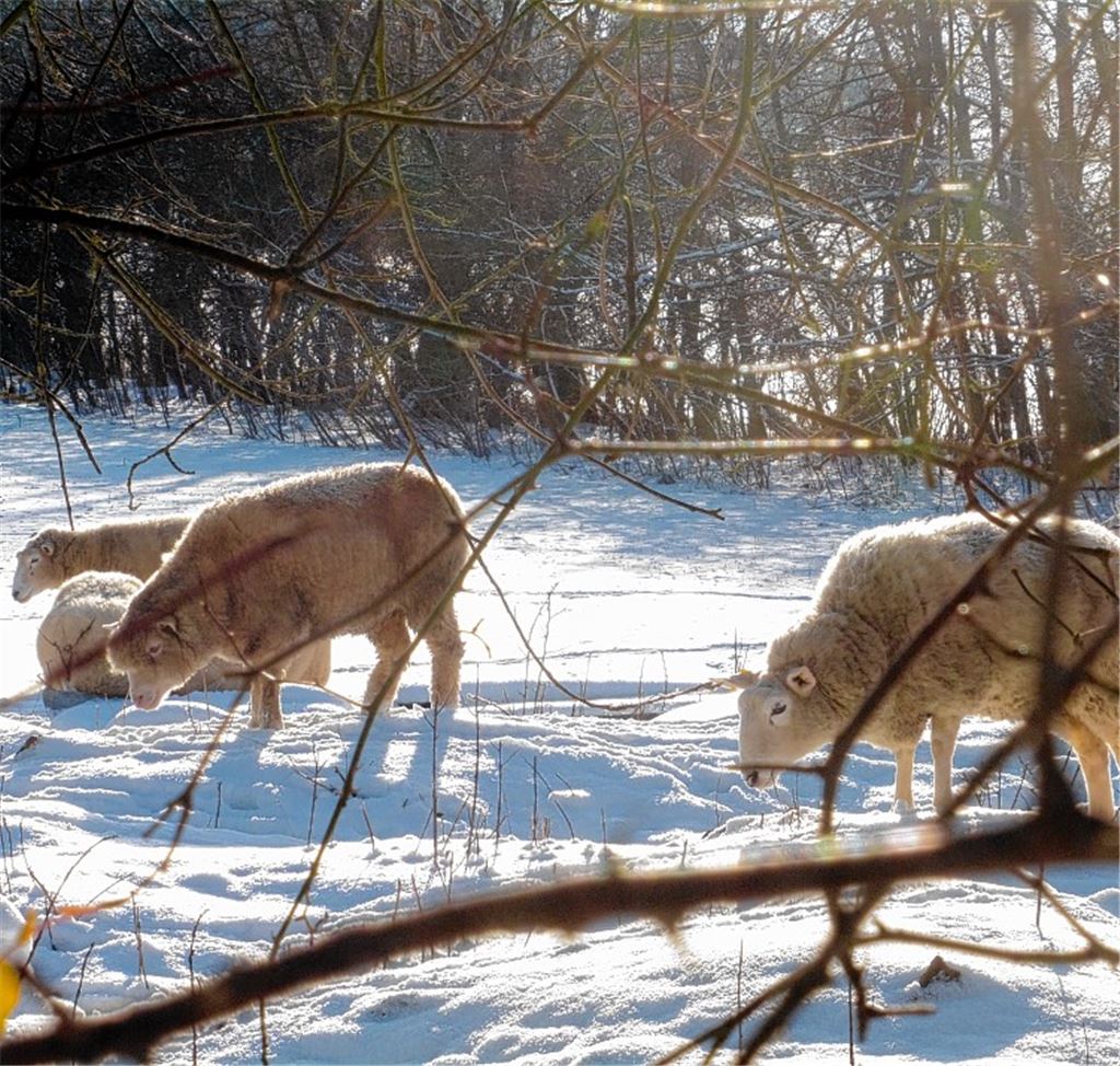 Winterbilder