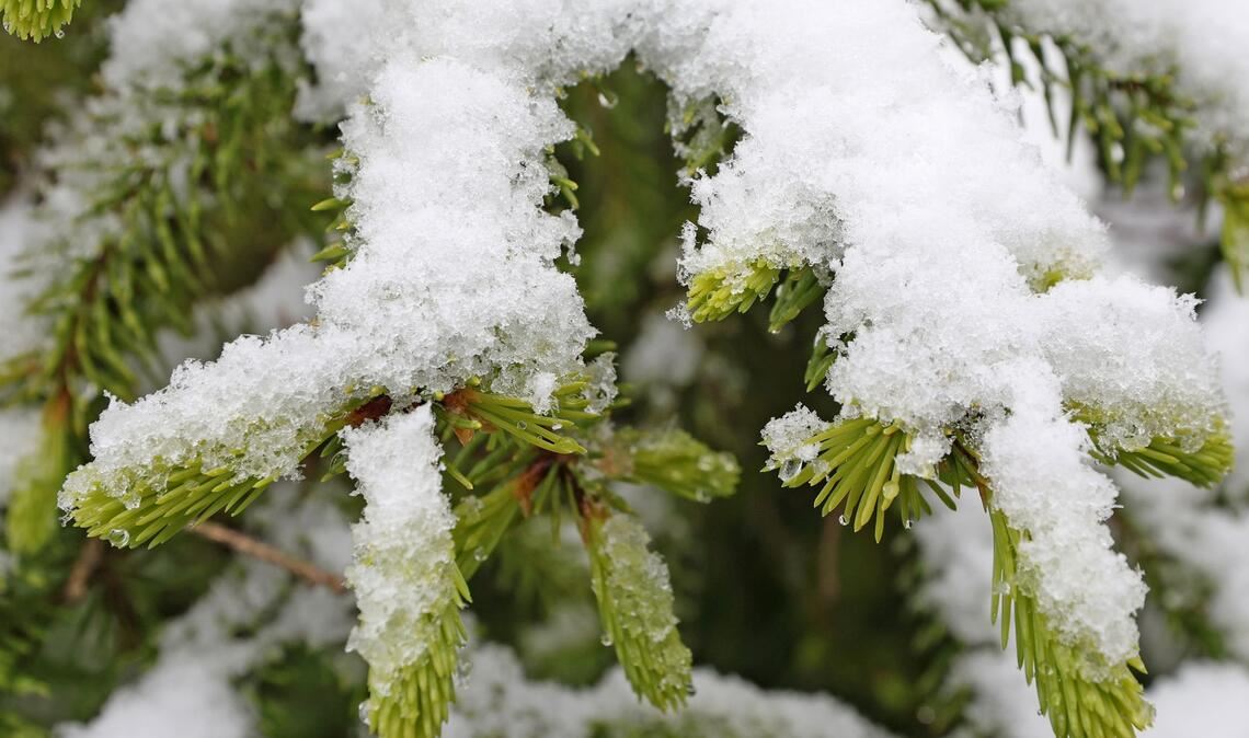 Schierke: Fichtenzweige im weißen Mantel – die Eisheiligen bringen Schneefall in die Harzer Höhenlagen