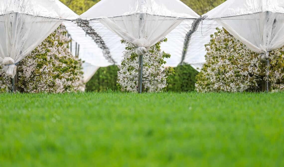 Schirme für Obstbäume