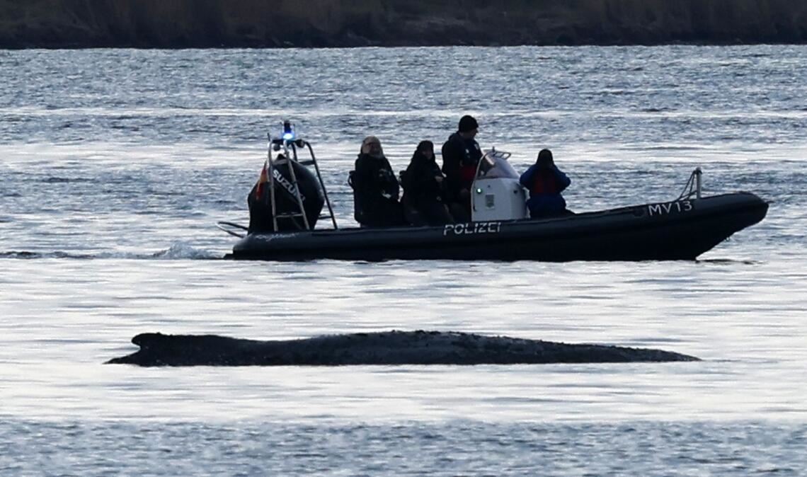 Schlauchboote, Paddleboards, Segelboote, Motorboote - um den Wal herum ist auch am Samstag einiges in Bewegung.