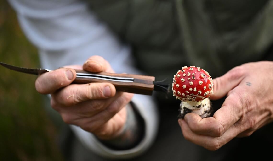 Schmid putzt die Pilze bereits im Wald.