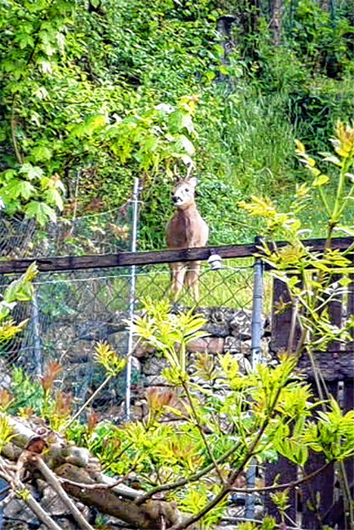 Schnappschuss einer Anwohnerin: Ein Reh „wildert“ auf Suche nach Leckerbissen in einem Garten an der Mühlackerstraße in Lomersheim.