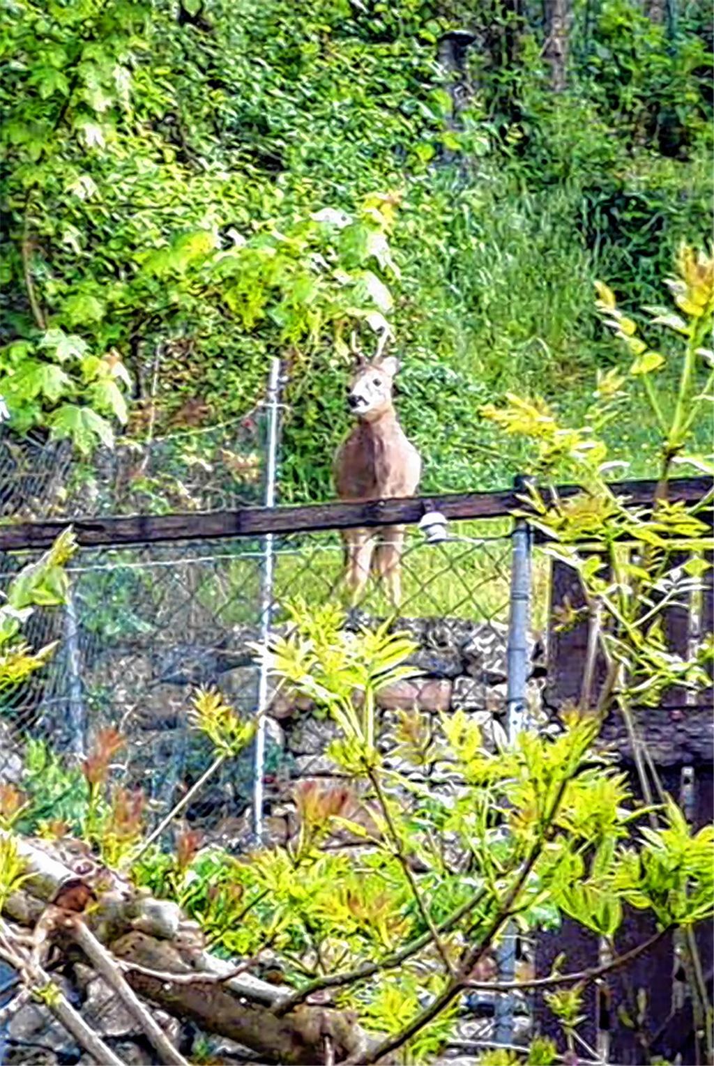 Schnappschuss einer Anwohnerin: Ein Reh „wildert“ auf Suche nach Leckerbissen in einem Garten an der Mühlackerstraße in Lomersheim.