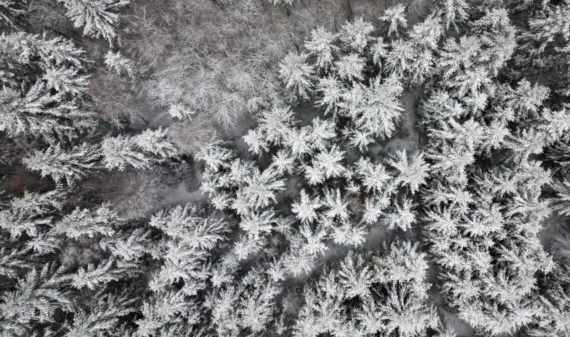 Schnee liegt auf den Bäumen in Oberhundem.