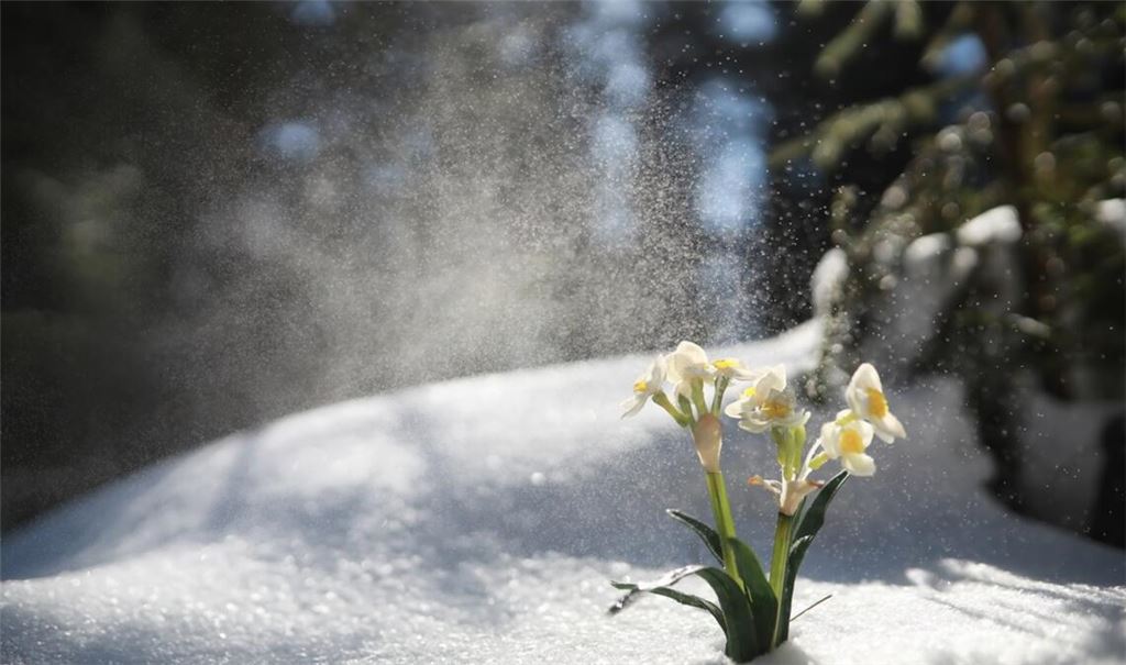 Schnee statt Frühling: Das bringen die Eisheiligen 2026.