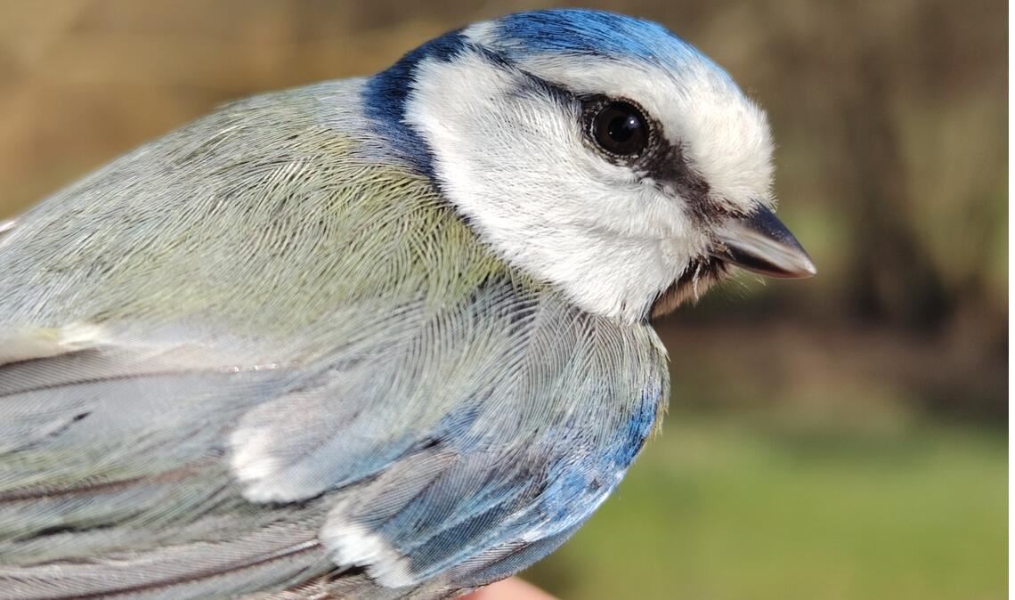 Schön – und mitunter auch ganz schön wehrhaft: eine Blaumeise. Foto: Stefan Bosch