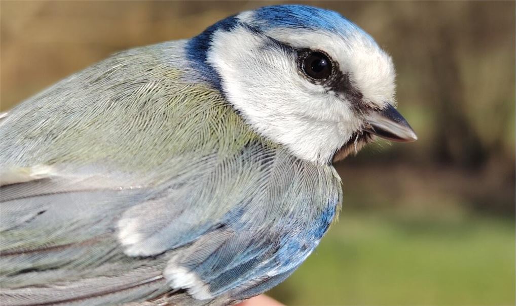Schön – und mitunter auch ganz schön wehrhaft: eine Blaumeise. Foto: Stefan Bosch