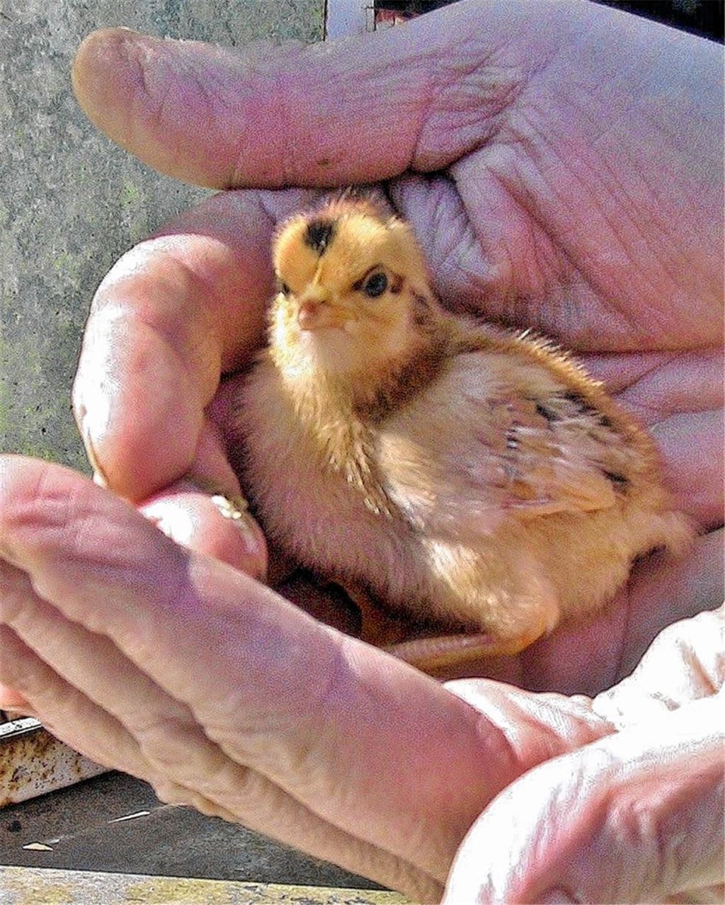 Osterküken schlüpfen im Blumentopf
