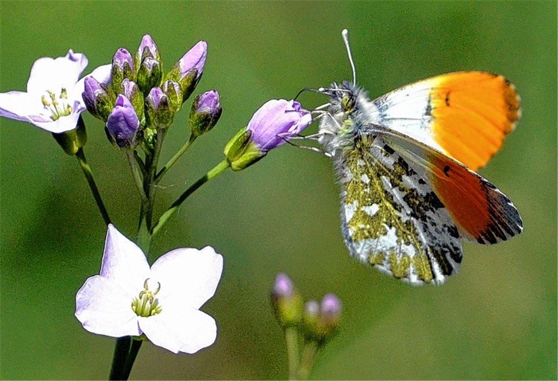 Farbtupfer zum Start in die Frühlingszeit