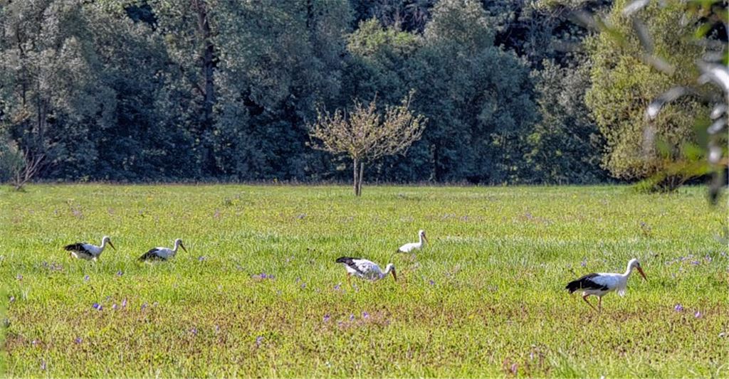 Störche stärken sich vor der Winterreise