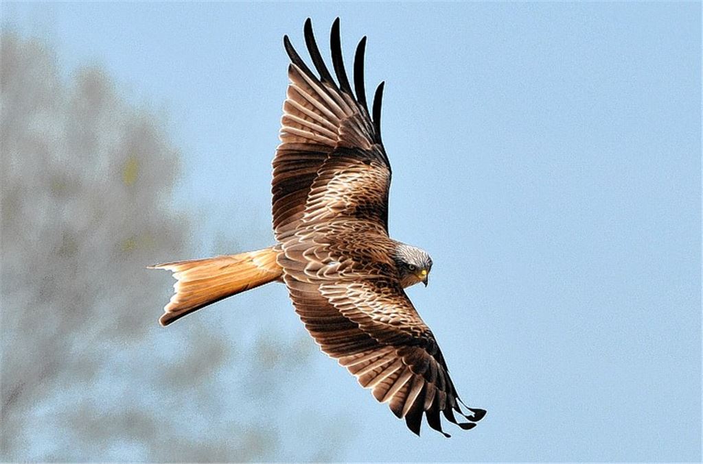 Jäger der Lüfte braucht Schutz
