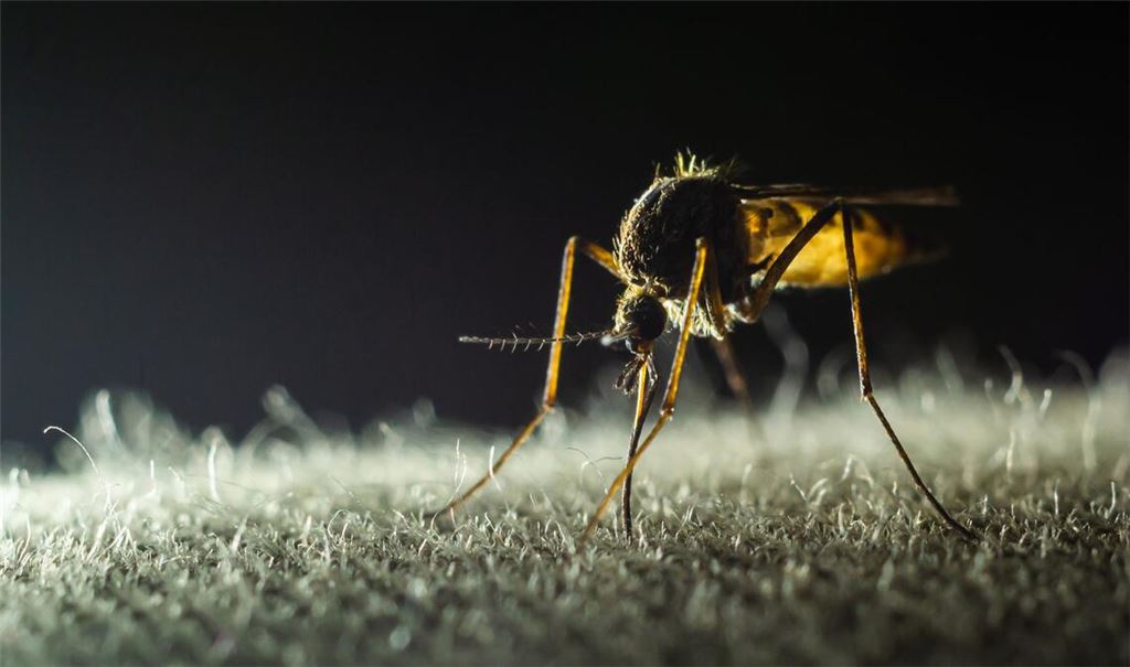 Schon ein Stich einer infizierten Mücke reicht aus, um sich anzustecken. Erst nach einigen Tagen merken die Betroffenen, dass sie erkrankt sind, doch für viele ist es dann schon zu spät.