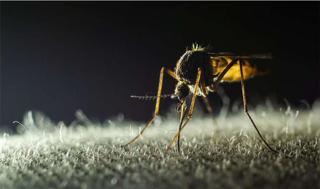 Schon ein Stich einer infizierten Mücke reicht aus, um sich anzustecken. Erst nach einigen Tagen merken die Betroffenen, dass sie erkrankt sind, doch für viele ist es dann schon zu spät.