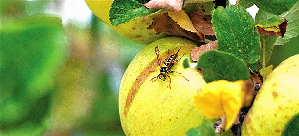 Schon ihr Anblick wirkt oft alarmierend. Dabei ist Wespe nicht gleich Wespe. Foto: Willimek