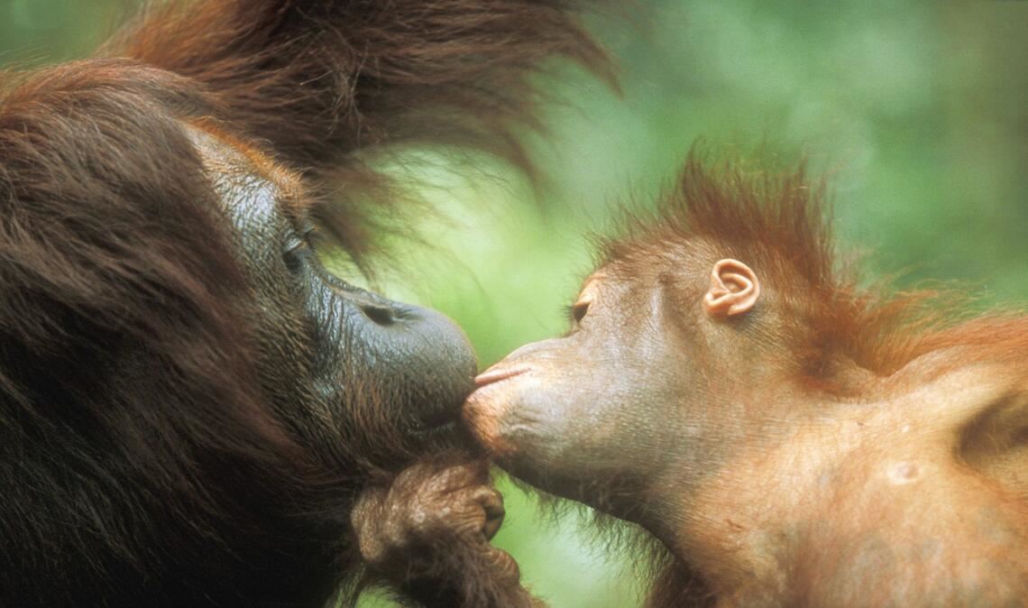 Schon vor 21,6 bis 16,9 Millionen Jahren könnten die ersten Urzeit-Affen den Kontakt von Mund zu Mund ausgebildet und an ihre Nachkommen weitergegeben haben.