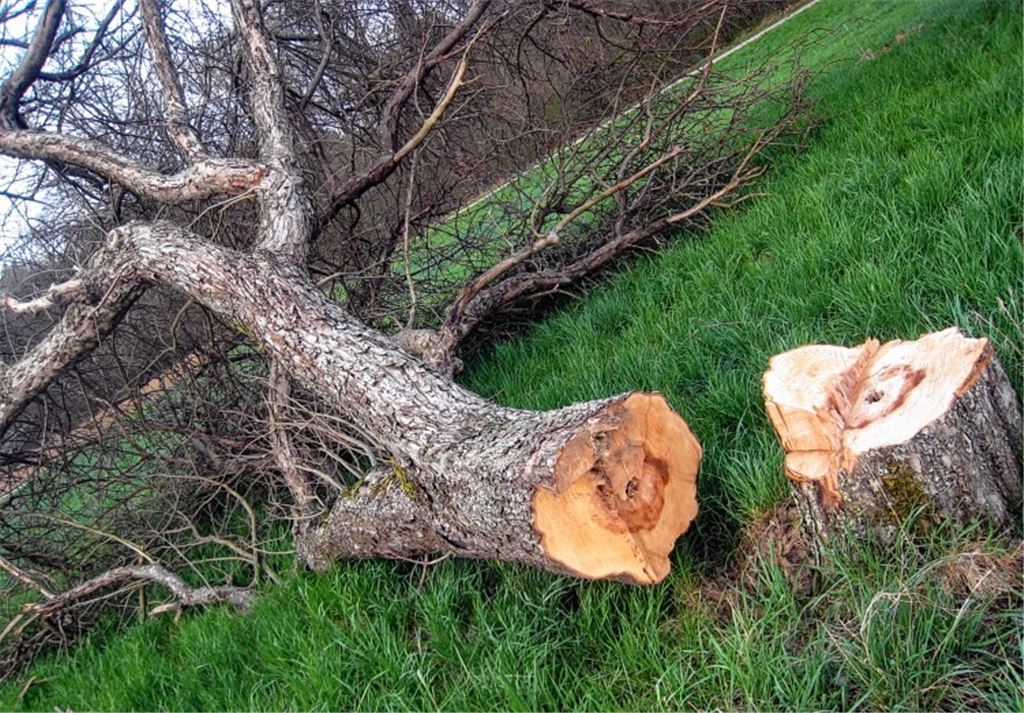 Schon wieder gefällte Bäume: Der Besitzer in Pinache hat Anzeige erstattet und eine Belohnung ausgesetzt.