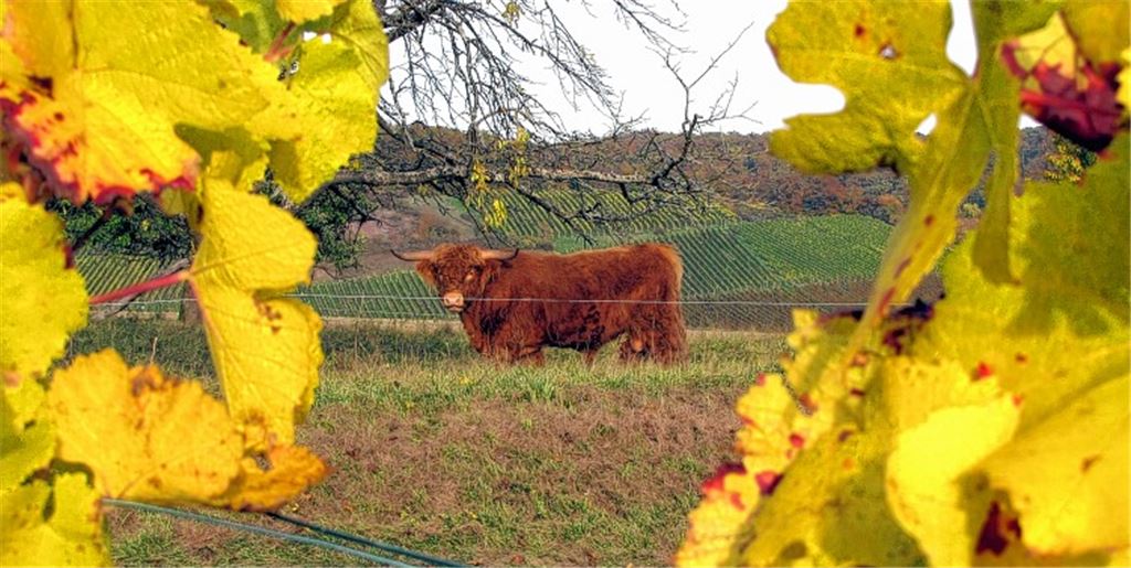 Herbstfarben