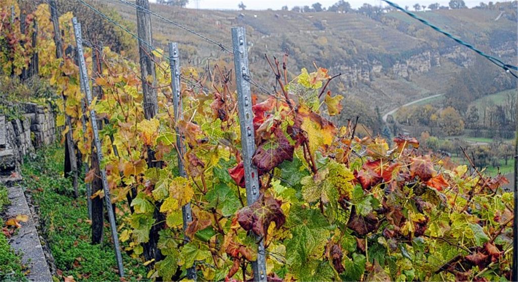 Wengerter für steile Weinberge gesucht