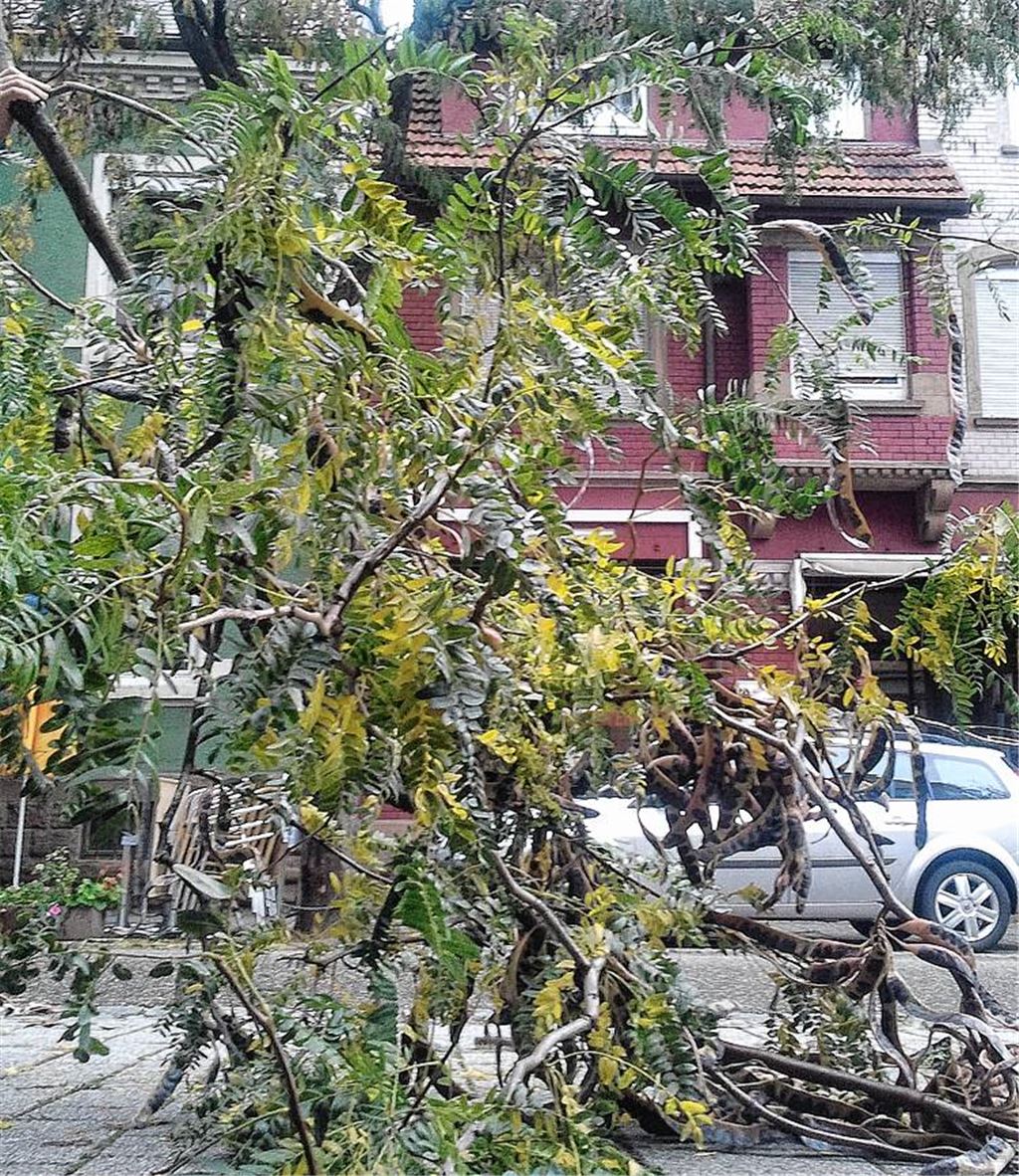 Schreck am Sonntag: In der Bahnhofstraße bricht ein Ast einer Gleditschie ab.