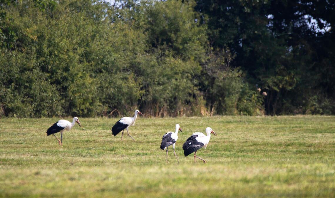 Schritt für Schritt zurück in die freie Natur: Die vier Störche erkunden ihre Umgebung bei Ellwangen.