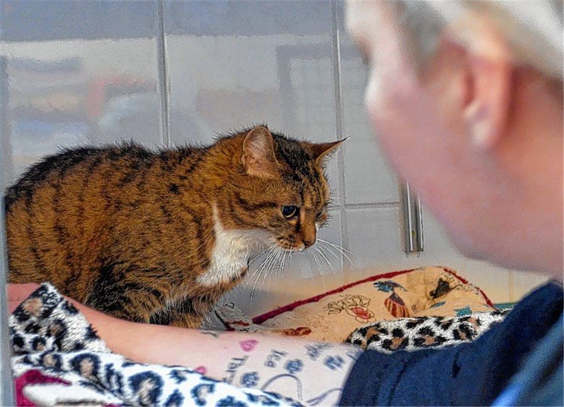 Katze Mary in Box vor Tierheim abgestellt