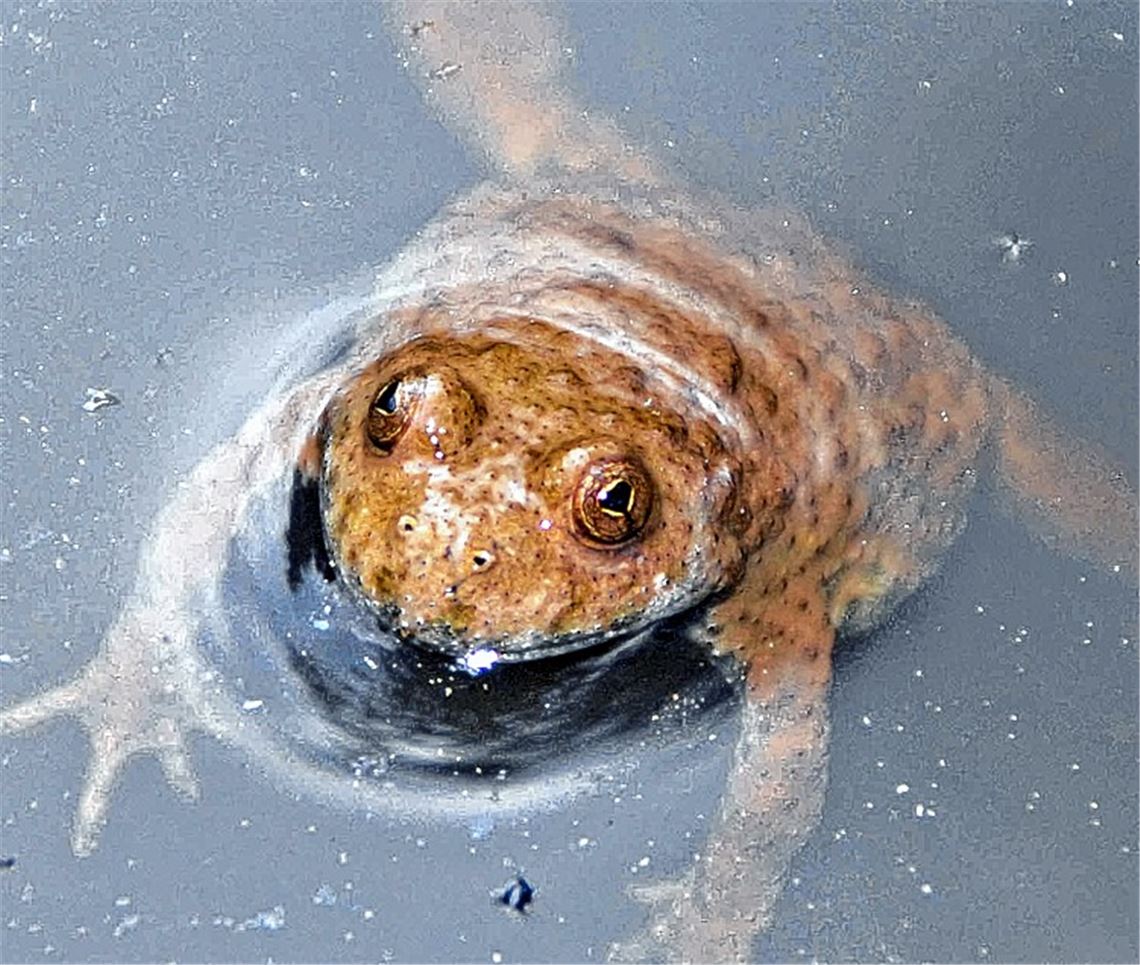 Schützenswert: die Gelb- bauchunke.