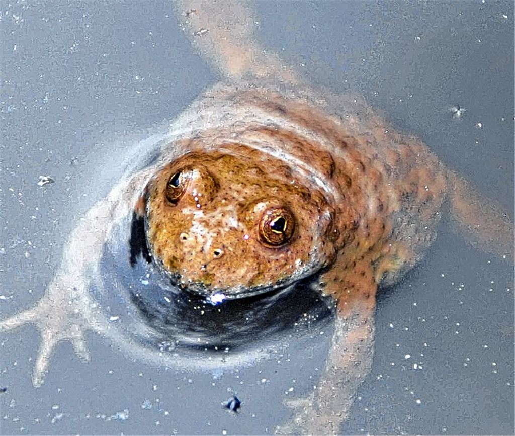 Schützenswert: die Gelb- bauchunke.